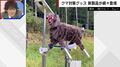「音と光でクマが一目散」モンスターウルフが各地で400台稼働 クマ撃退の瞬間