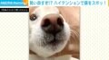 “ズボッ”輪に勢いよく顔を突っ込む豆柴 何度も繰り返し“鼻はめ”する瞬間も