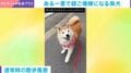 言葉を完全に理解している!? 散歩中に「歩き方が可愛い」と褒められた柴犬→直後の表情に「癒やされます」「こんな顔されたら…」など反響