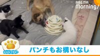 「にゃんですか」 独り占め編
