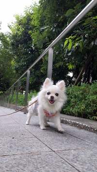 高橋英樹『突然!天国への虹の橋を渡り!』