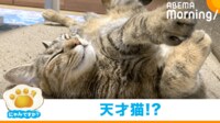 【映像】まるで“永久機関”のように回る猫