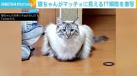 後ろ足を上げようとした瞬間がどう見ても“腕立て伏せをする猫”