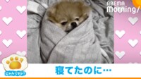 【映像】可愛らしい寝顔のポメ