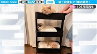 【映像】予想外の場所でくつろぐ猫たち
