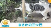 庭で行われる、のら猫VSヘビVS鳥の三つ巴（別ショット）