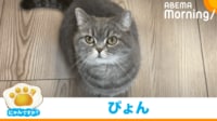 【映像】驚いて両手揃えて“ぴょん”する猫