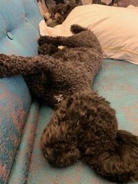 坂上忍『すっかり我家に馴染んだエビテンくん』