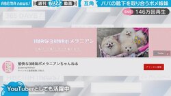 ポメ姉妹の譲れない戦いが悶絶級の可愛さ 飼い主の靴下を奪い合う姿に「違う意味でモテモテ」と反響