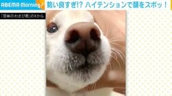 “ズボッ”輪に勢いよく顔を突っ込む豆柴 何度も繰り返し“鼻はめ”する瞬間も