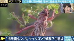 コロナ禍で防除に苦慮…世界でバッタが大量発生、過去のケースでは最長15年間も