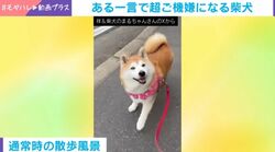 言葉を完全に理解している!? 散歩中に「歩き方が可愛い」と褒められた柴犬→直後の表情に「癒やされます」「こんな顔されたら…」など反響