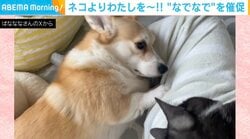 猫を撫でると…「わたしも！」と“ホリホリ”する犬 エンドレスな催促に飼い主｢手が4本あったらなぁ｣
