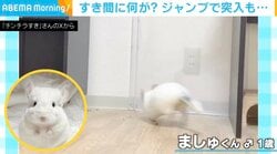 「久々に声出して笑った」お尻がスポッ！チンチラの“痛恨のジャンプ”がSNSで話題