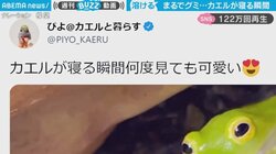 まるでグミみたいな見た目 カエルが寝る“決定的瞬間”に「どんどん溶けてってる」「ペトって感じになるの可愛すぎる」の声