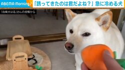 誘って来たの…君だよね? ボール遊びが好きな柴犬の“塩対応”に「誘い上手でマッハ冷め」と反響続々