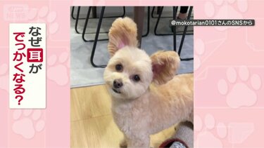 お散歩」と言われると…耳がでっかくなっちゃうワンちゃん どうして