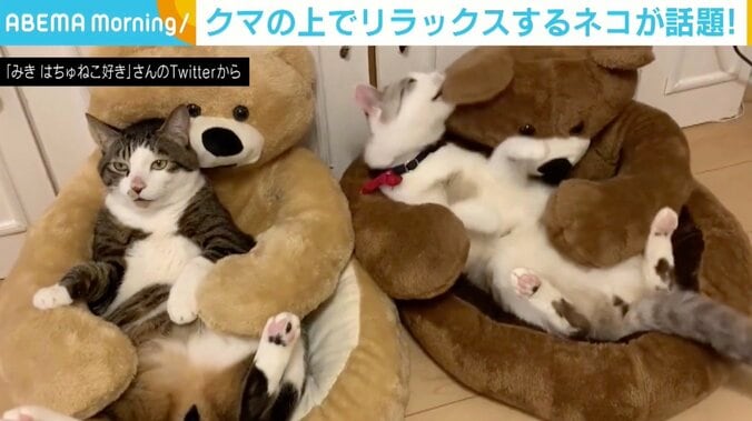 まるで家電量販店のマッサージチェアに座っている人？ くつろぐ猫とじゃれる猫、対象的な姿に反響 1枚目