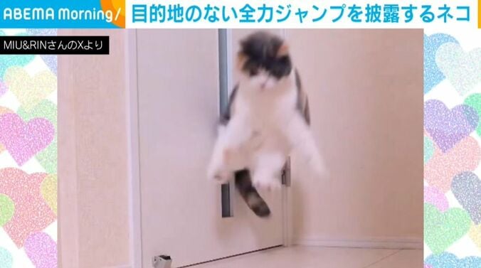 みゅーちゃん