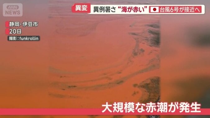 大規模な赤潮が発生