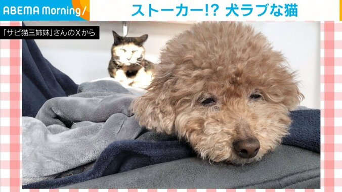 トイプードルのあん子ちゃん（10歳）と猫のぼんちゃん（7歳）