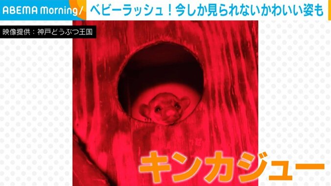 キンカジューの赤ちゃん