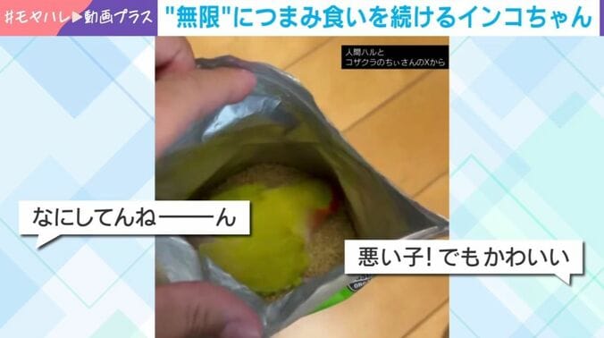 コザクラインコのちぃちゃん