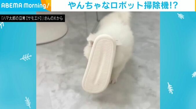 サモエドのハマ太郎