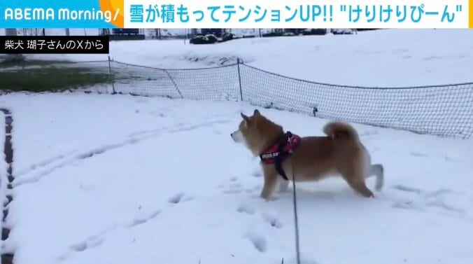 柴犬「ここ」ちゃん