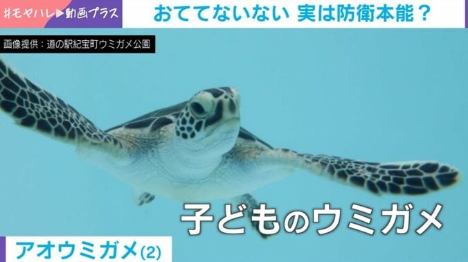 子どもウミガメ