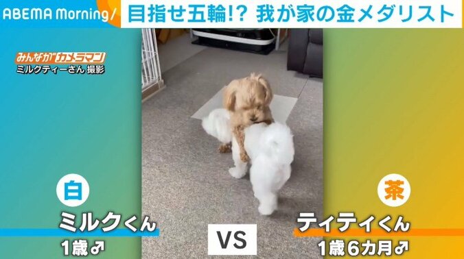 勝者には「我が家の吉田沙保里」の称号が… 見ごたえのある“レスリング”をする2匹の犬 1枚目