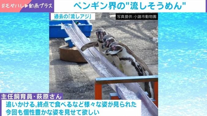 ペンギンたち