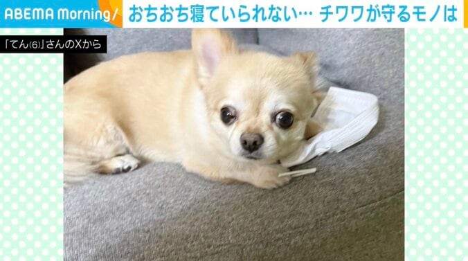 チワワのてんくん