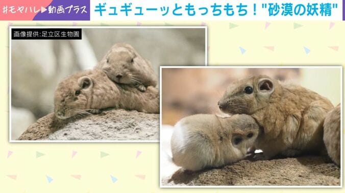 グンディ