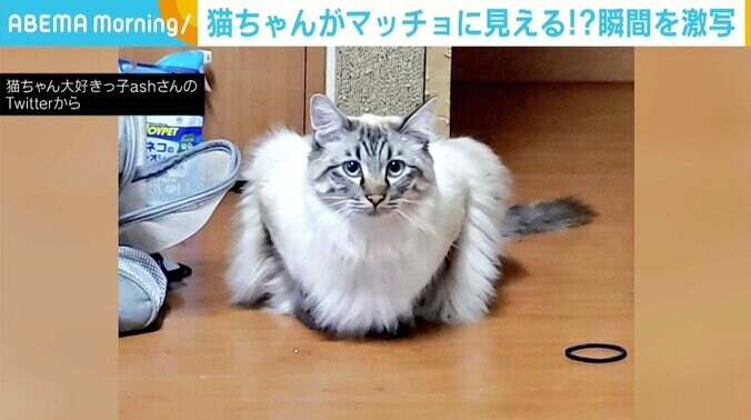 後ろ足を上げようとした瞬間がどう見ても“腕立て伏せをする猫” 「どうなってるの？」と驚きの声 1枚目