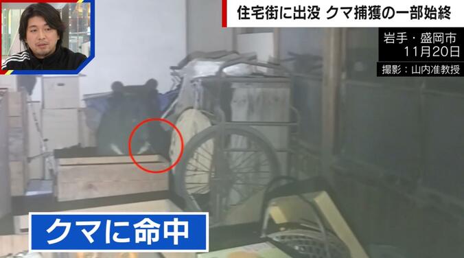 麻酔の吹き矢がクマに命中