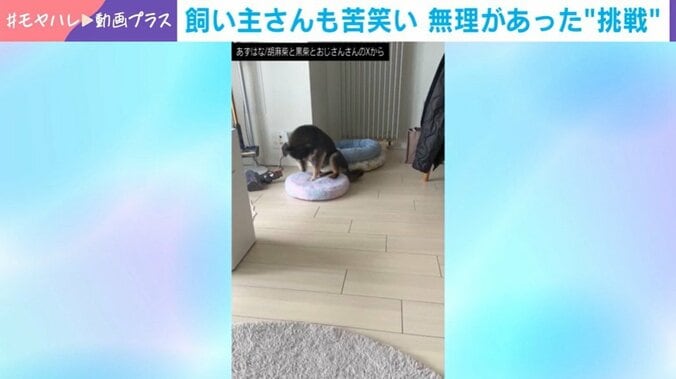 黒柴