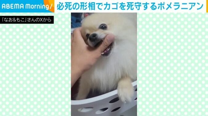 もこちゃん