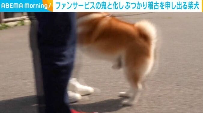 柴犬のらんまるくん