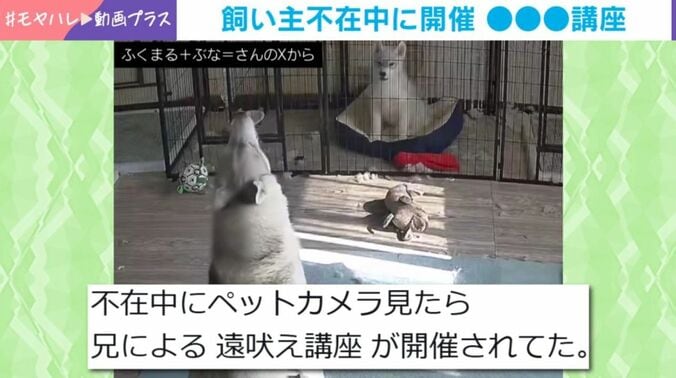 シベリアンハスキー
