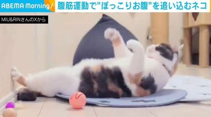 ブリティッシュショートヘアのみゅーちゃん