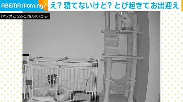 木ノ葉ちゃん、なるとくん