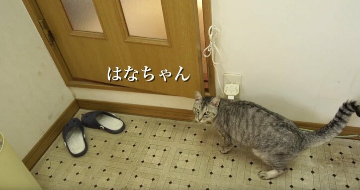 「お待ちしておりましたニャ」旅人を癒す伊豆のモフモフ猫たち