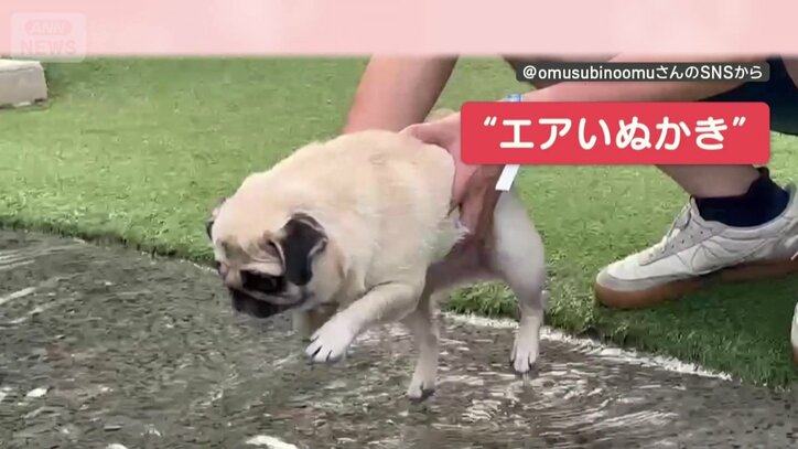 必死に“エアいぬかき”？
