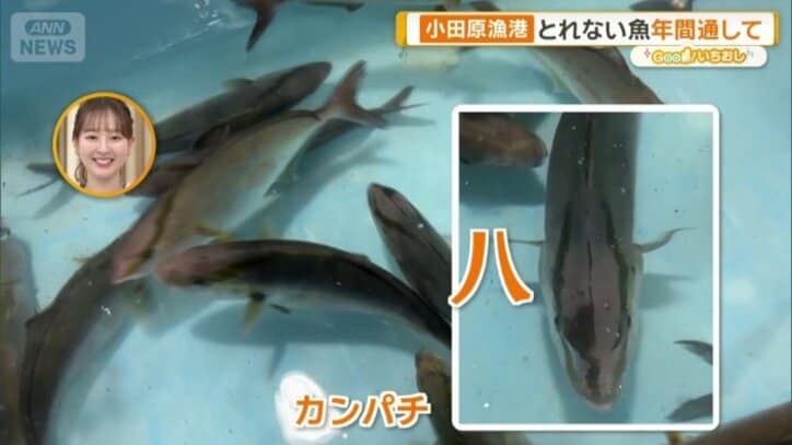 頭に八の字のような模様