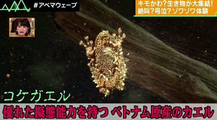 “霊長類最強キモい男子”アンガ・田中も「ヤバい」 キモい生き物が大集結『キモい展』