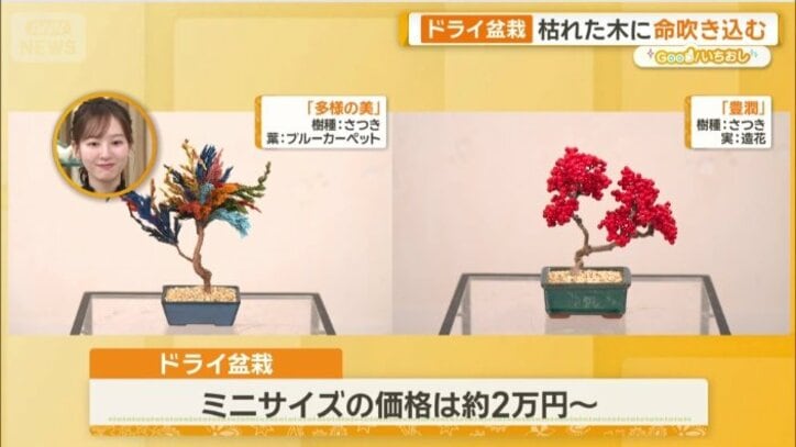 ミニサイズの盆栽も