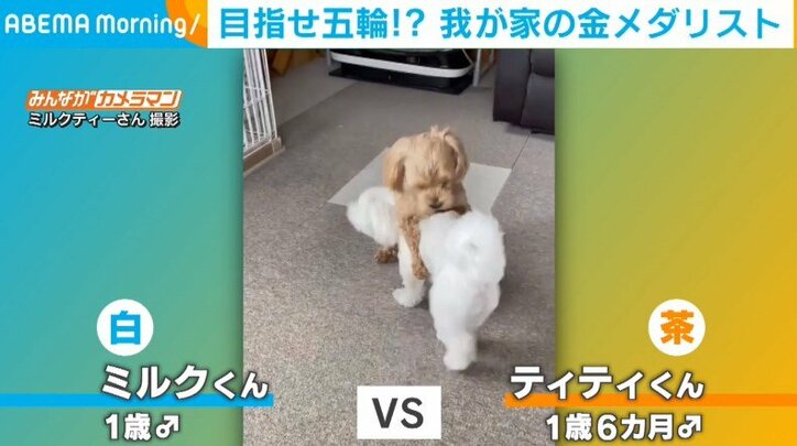 勝者には「我が家の吉田沙保里」の称号が… 見ごたえのある“レスリング”をする2匹の犬