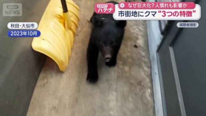 子グマ