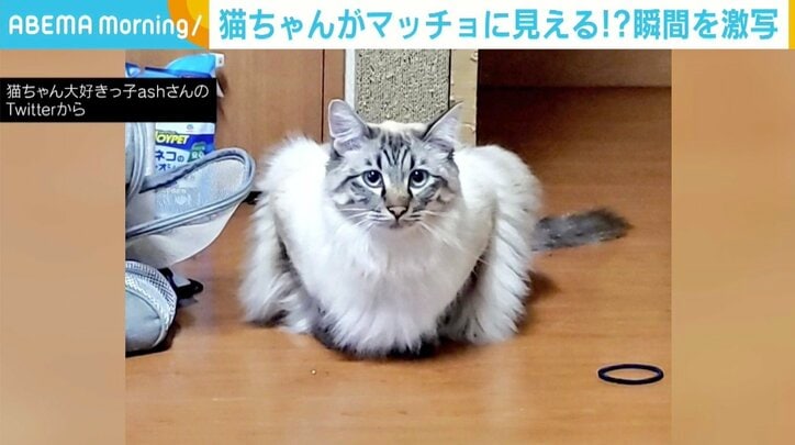 後ろ足を上げようとした瞬間がどう見ても“腕立て伏せをする猫” 「どうなってるの？」と驚きの声